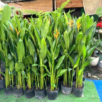 Cây chuối mỏ két Thái bầu đất